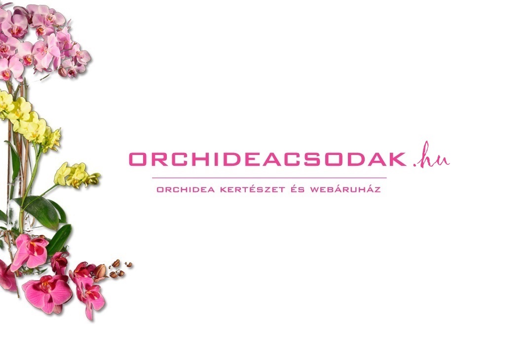 bonsai, orchidea, vasarlas, rendeles, marczika, kerteszet, orchideacsodak, meglepetes, ajandek, virag, virag csokor, virag rendeles, virag kuldes nonapi orchidea virag es viragzo bonsai vasarlas rendeles a marczika kerteszet webaruhaz kinalatabol nonap